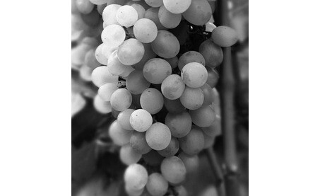 Grape Variety - Albario