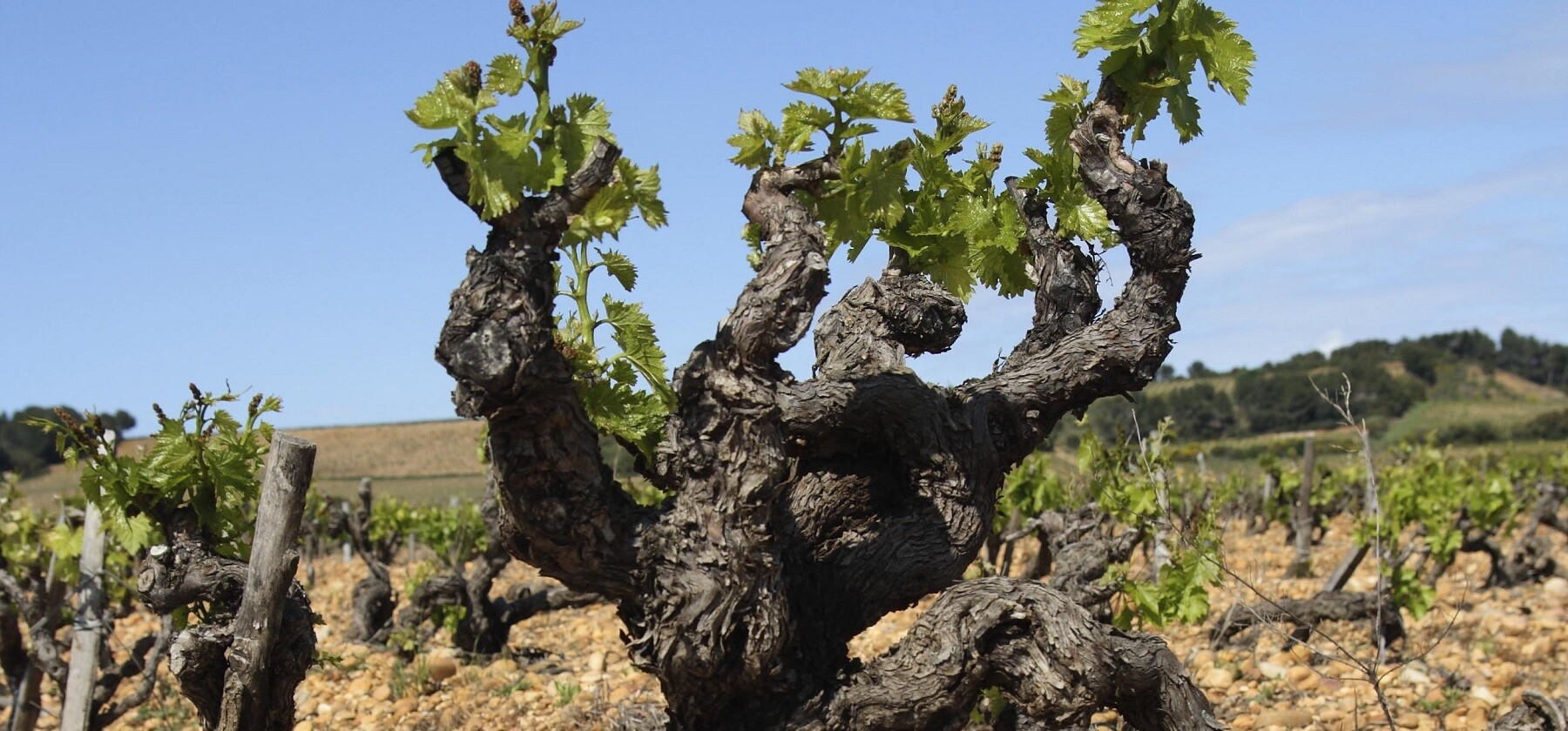 2021 Las Martas Garnacha New vintage launch...