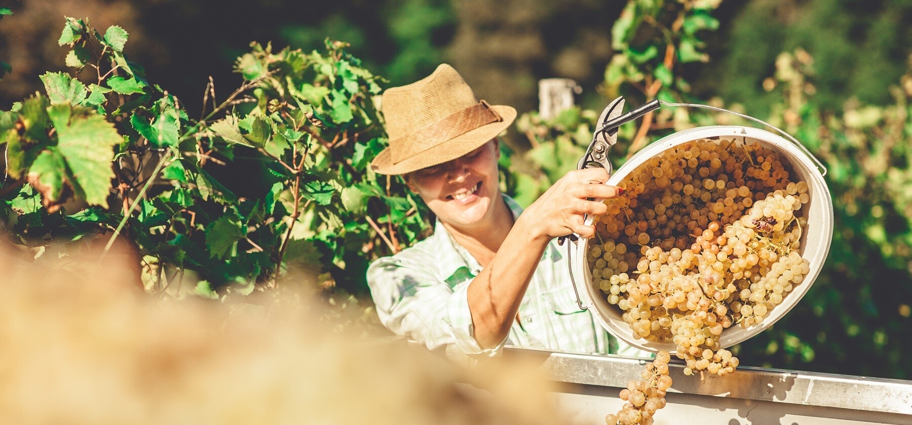 SPRING HIT LIST Essential wines from 7.95...