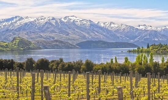 New Zealand: A Bright Future of Wine