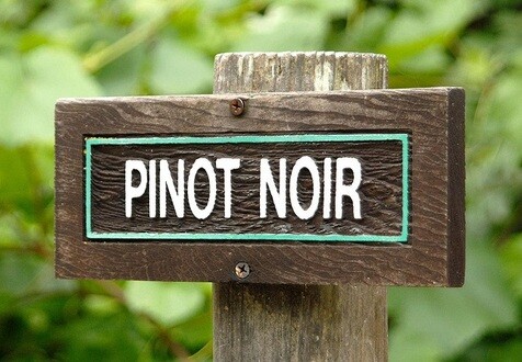Focus on: Pinot Noir