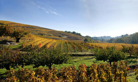 Rhône 2019 En Primeur Vintage Report