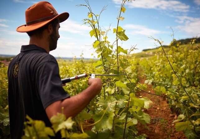 Burgundy 2017 En Primeur: Our Top Picks