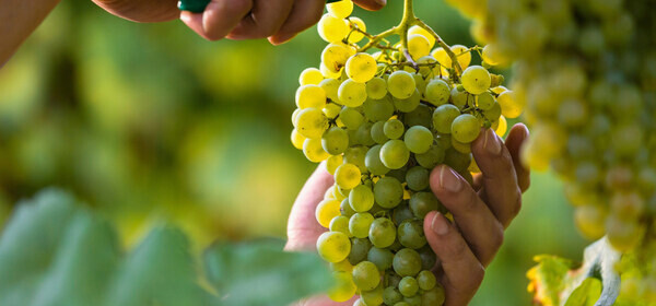 secateurs-cutting-bunch-white-grapes secateurs-cutting-bunch-white-grapes