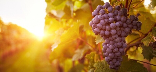ripe-red-grapes-in-sunshine ripe-red-grapes-in-sunshine