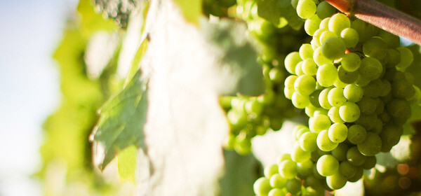 white-grape-bunch-on-vine white-grape-bunch-on-vine