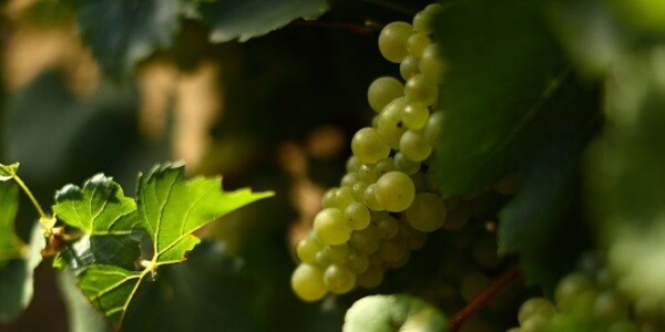 white-grape-bunch-on-vine white-grape-bunch-on-vine