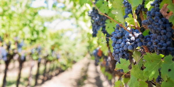 red-grapes-bunch-on-vine red-grapes-bunch-on-vine