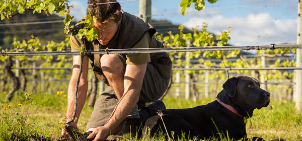 vine-shoot-positioning vine-shoot-positioning