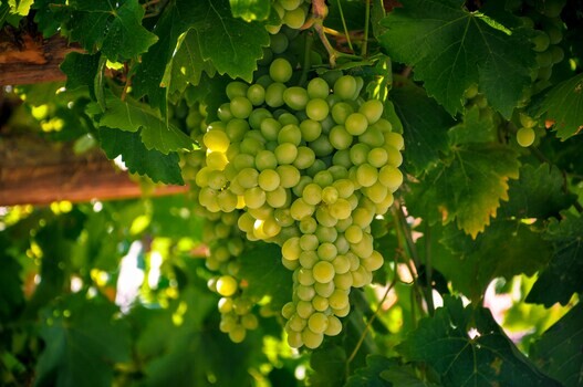 sauvignon-blanc-grapes