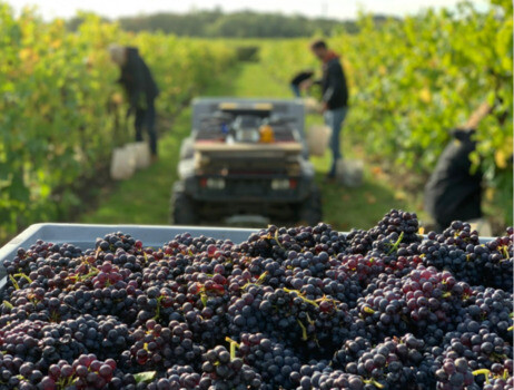 red-grape-harvesting red-grape-harvesting