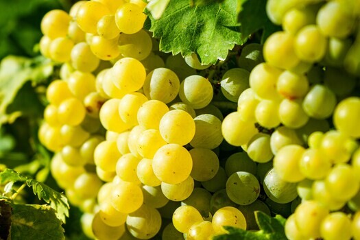 sauvignon-blanc-grapes