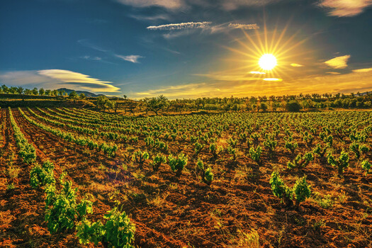 rioja-vineyard rioja-vineyard