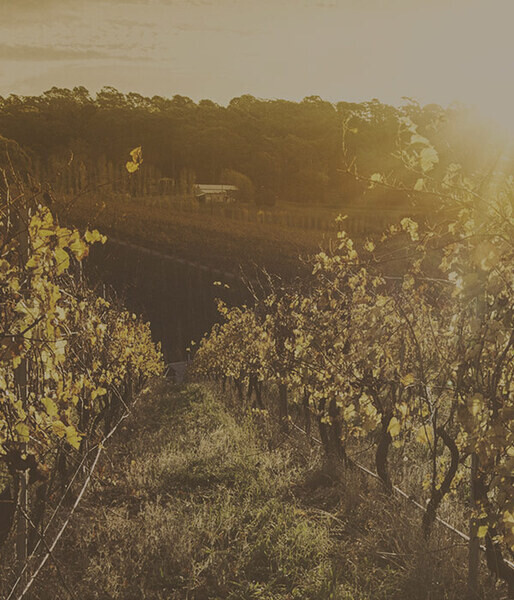 Why choose better wine? Find out more about about our approach to choosing better wine...