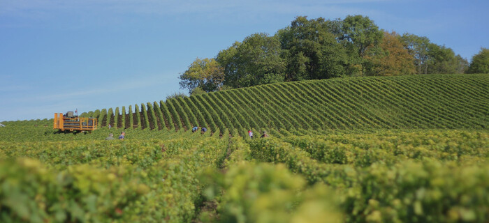 Guilleminot Champagne Stock up for Spring...