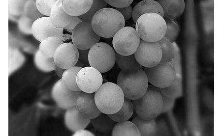 Grape Variety - Viognier