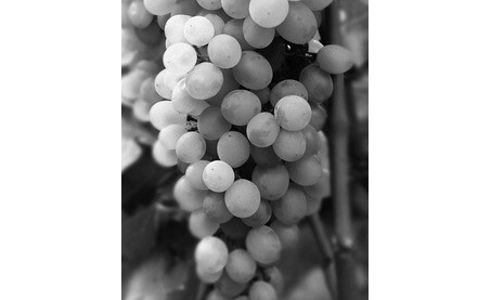 Grape Variety - Chardonnay