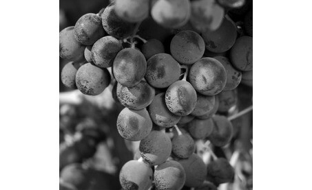 Grape Variety - Syrah/Shiraz