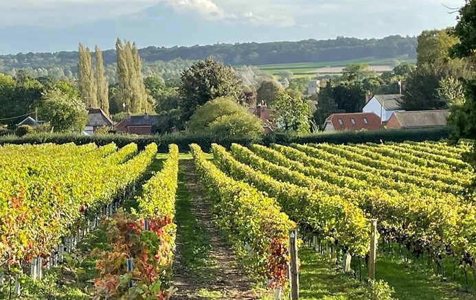 Higham Vineyard, Suffolk