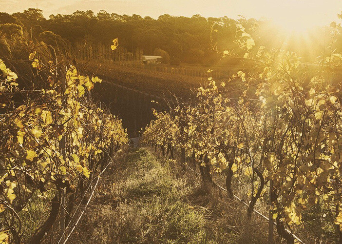 Better wine for better quality