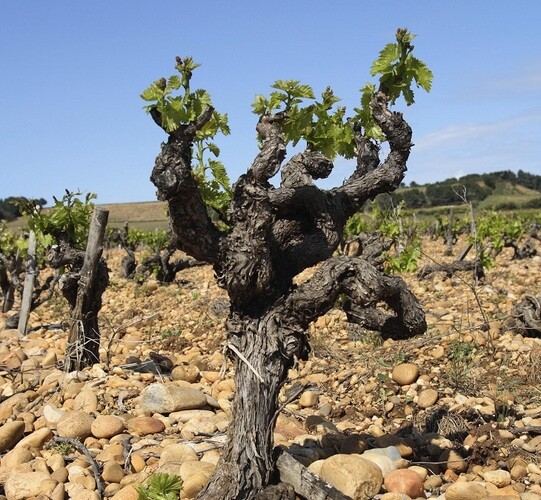 Introduction to the Rhône Valley